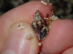 Phycothais reticulata