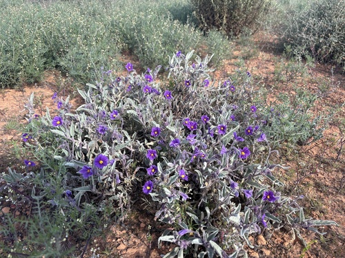 velvet potato bush