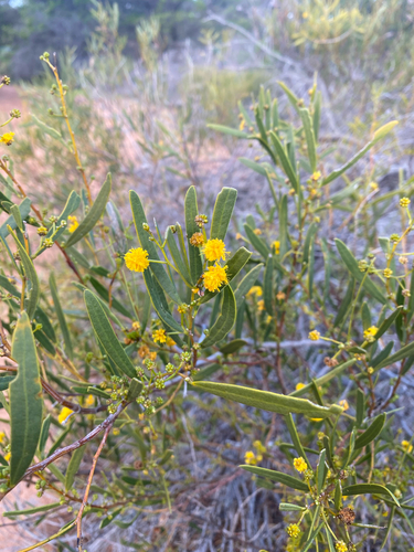 Dune Wattle