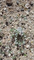 Eriastrum diffusum
