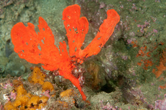 Echinoclathria leporina