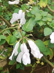 Plectranthus saccatus