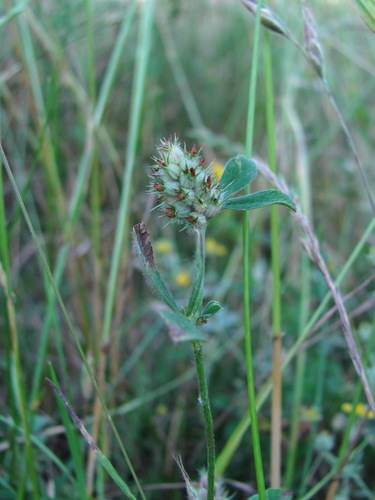 Trifolium striatum, 2026-07-06