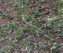 Dactyloctenium australe