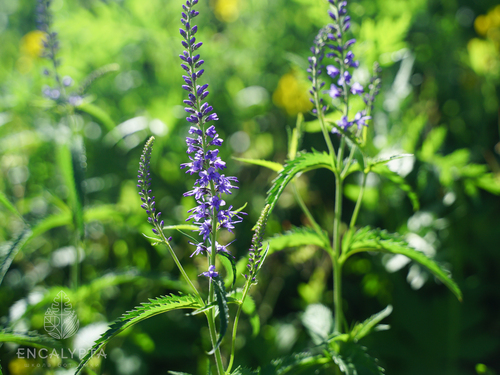 Long-leaved Speedwell