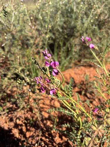 Small-leaf Swainson-pea