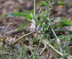 Dactyloctenium australe