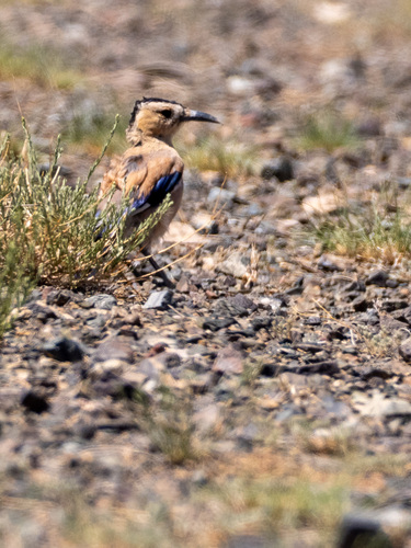 Mongolian Ground Jay (Podoces hendersoni), photo 3