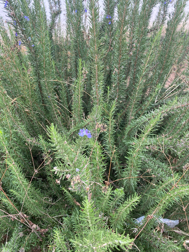 Rosemary