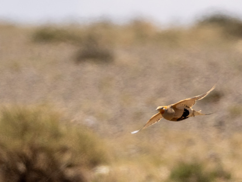 Pallas's Sandgrouse (Syrrhaptes paradoxus), photo 5