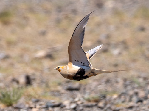 Pallas's Sandgrouse (Syrrhaptes paradoxus), photo 4