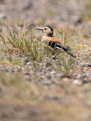 Mongolian Ground Jay (Podoces hendersoni), photo 4