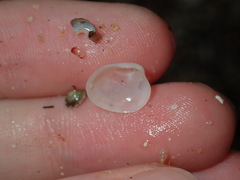 Scintillula solida