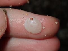 Scintillula solida