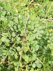 Indigofera natalensis