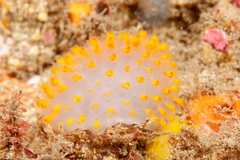 Polycitor giganteus
