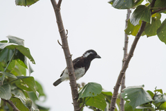 Stactolaema leucotis