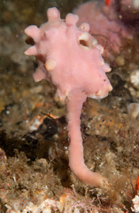 Pyura spinifera