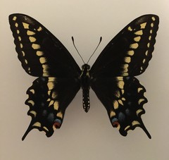 Papilio machaon bairdii