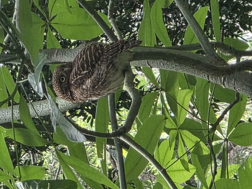 Asian Barred Owlet