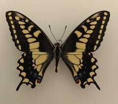 Papilio machaon bairdii