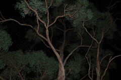 (c) Greg Tasney, some rights reserved (CC BY-SA) Angophora woodsiana, photograph (c) Greg Tasney, some rights reserved (CC BY-SA)