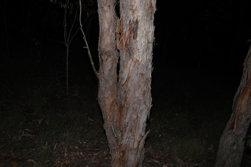 Angophora woodsiana, photograph 6
