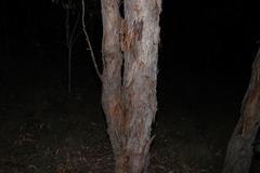 Angophora woodsiana, photograph (c) Greg Tasney, some rights reserved (CC BY-SA)