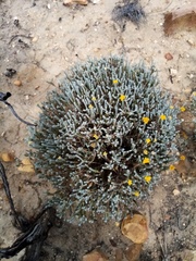 Athanasia pachycephala