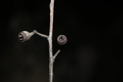 Eucalyptus seeana, photograph 2