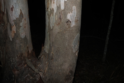 Eucalyptus seeana, photograph 3
