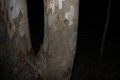 Eucalyptus seeana, photograph (c) Greg Tasney, some rights reserved (CC BY-SA)