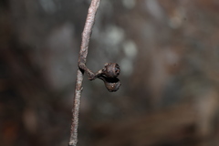 Eucalyptus seeana, photograph (c) Greg Tasney, some rights reserved (CC BY-SA)