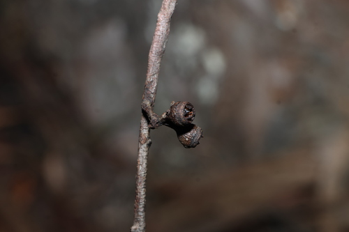 Eucalyptus seeana, photograph 5