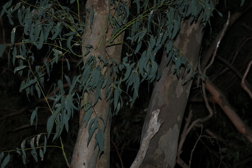 Eucalyptus seeana, photograph 6