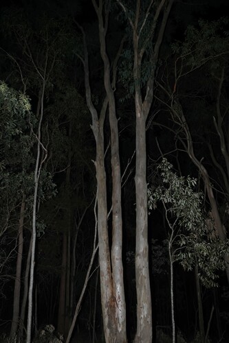 Eucalyptus seeana, photograph 1