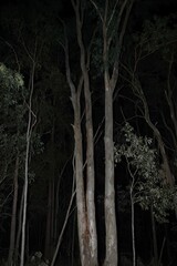 Eucalyptus seeana