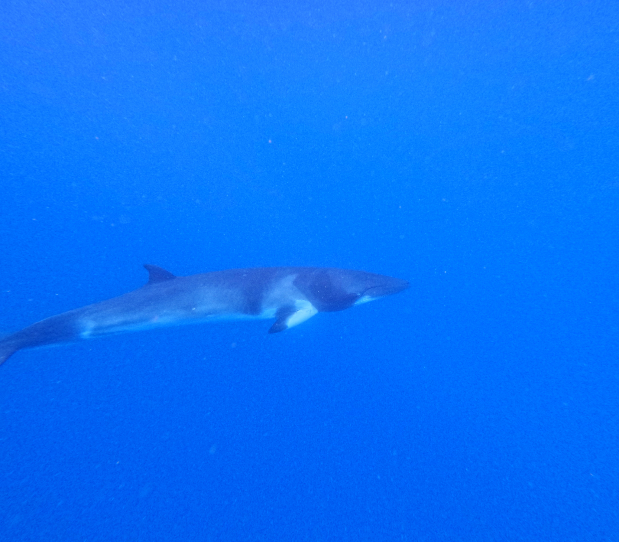 Balaenoptera acutorostrata