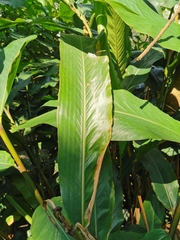 Alpinia hainanensis
