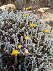 Athanasia pachycephala