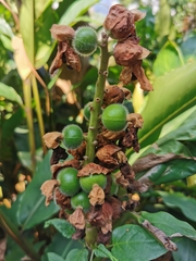 Alpinia hainanensis