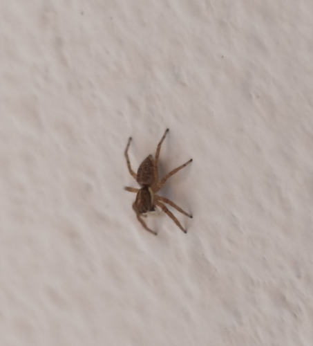 Half-edged Wall Jumping Spider