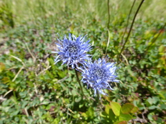 Jasione laevis
