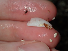 Tugali parmophoidea