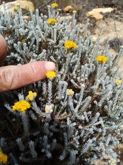 Athanasia pachycephala