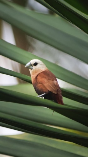 White-headed Munia