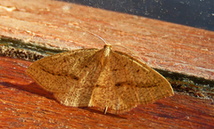 Palaeaspilates inoffensa