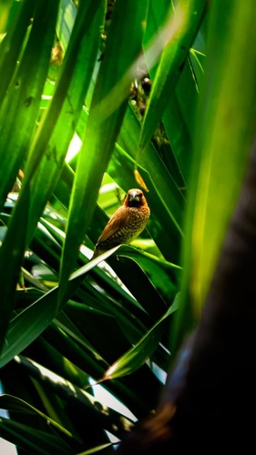 Scaly-breasted Munia