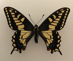 Papilio machaon bairdii