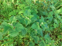 Urtica dioica